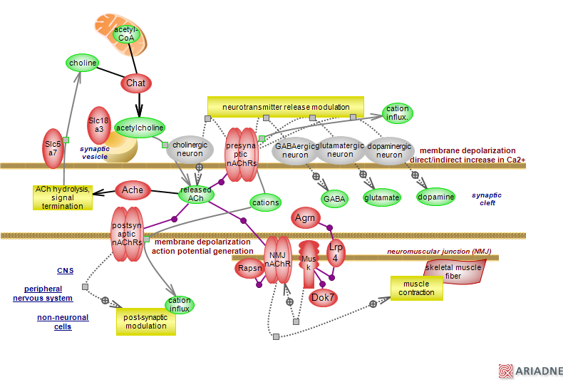 acetylcholine signaling pathway via nicotinic acetylcholine receptorRat